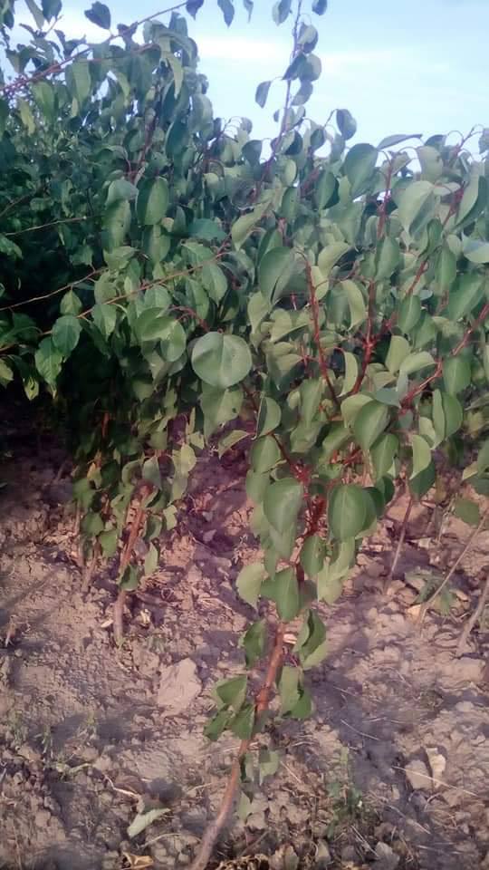 Абрикос Меджик Кот