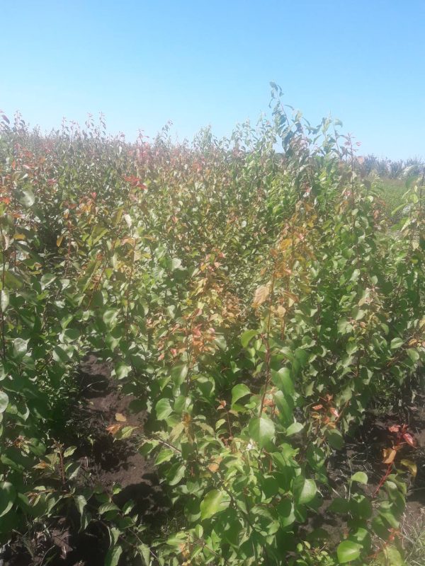 photo_2022-05-29_20-56-05.jpg Абрикоса "Сирена" - пізній сорт