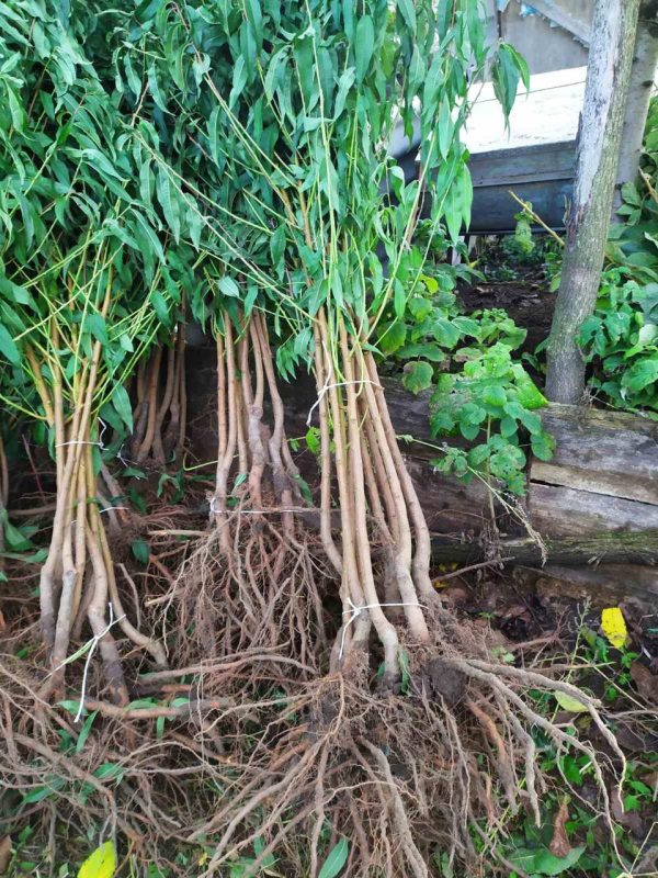 Персик "Спріг Голд", дуже ранній сорт