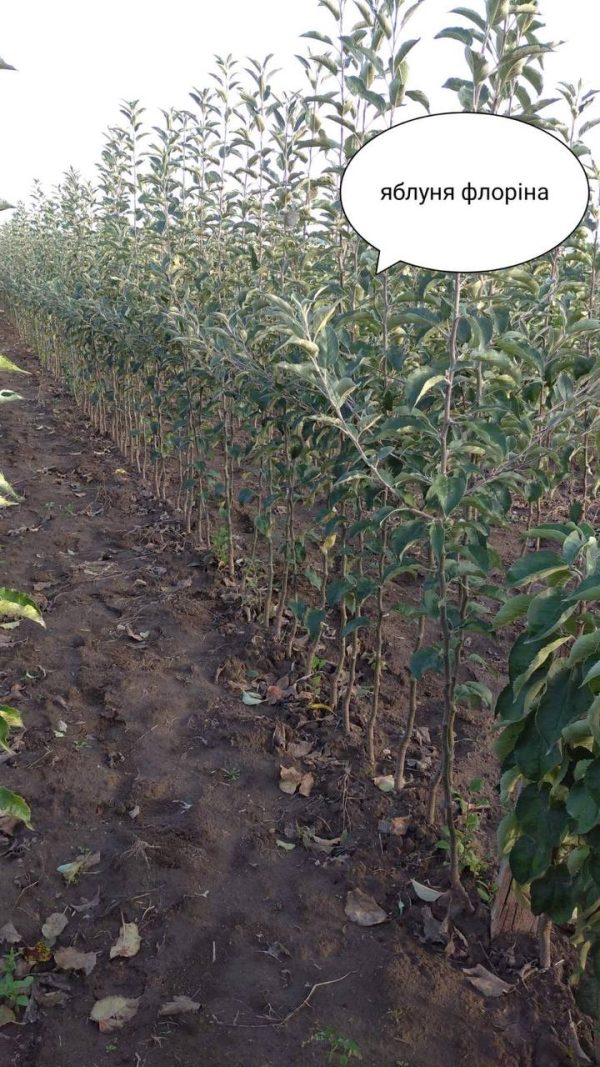 photo_2022-05-29_21-07-35.jpg Яблуня "Флоріна"