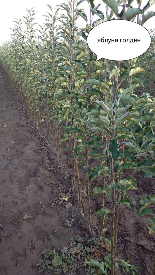 Яблуня "Голден Делішес"