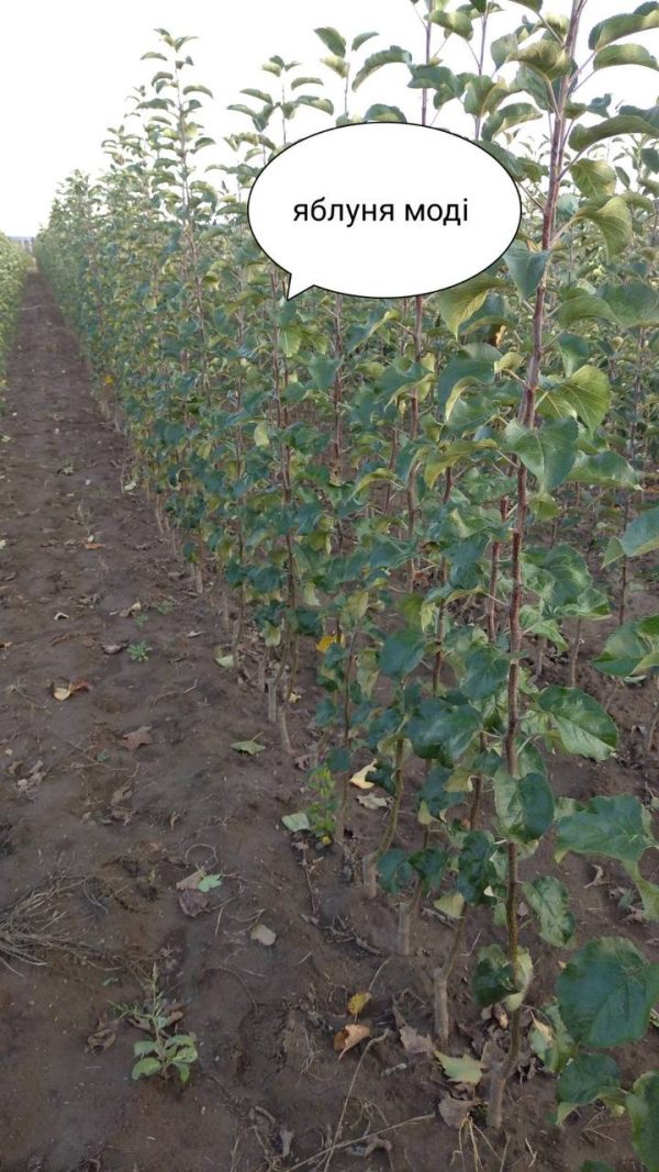 Яблуня "Моді"