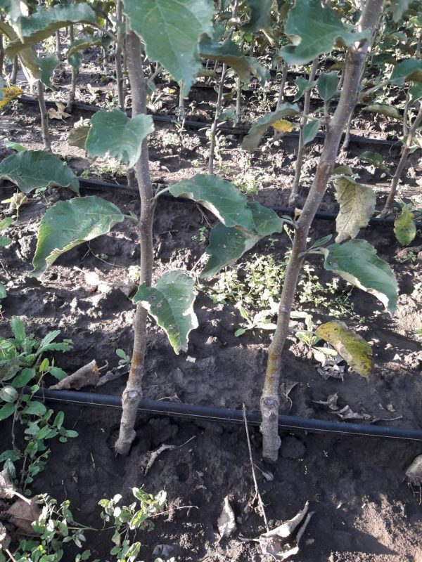 Яблуня "Медок" колона ранній термін дозрівання плодів.