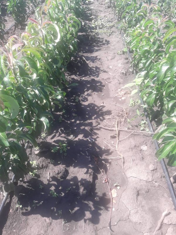 Груша Делікор колона