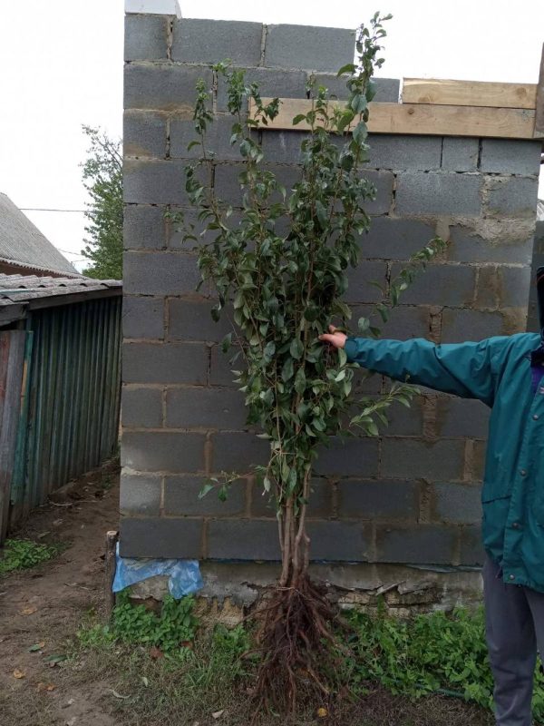 photo_2022-05-30_14-06-02.jpg Cлива Анжеліно диплоїдна, середній термін дозрівання