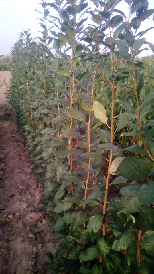 photo_2022-05-30_14-07-14.jpg Cлива Блю Світ колона, середній термін дозрівання