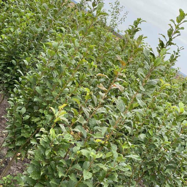 photo_2022-05-30_14-07-15.jpg Cлива Блю Світ колона, середній термін дозрівання