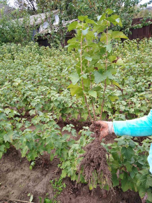 Десертна смородина (Порічка-жовта)