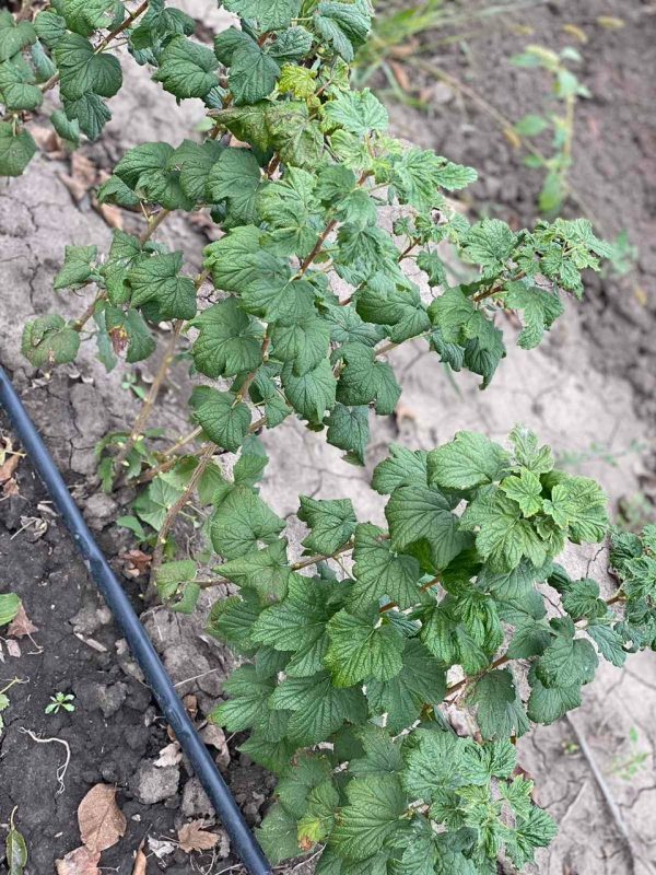 Смородина Краса Львова