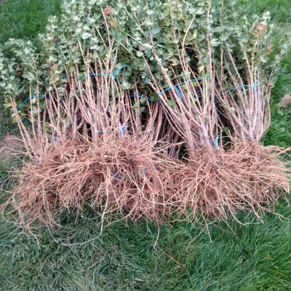 Аґрус -крижовнік "Золотистий"(без шипів)