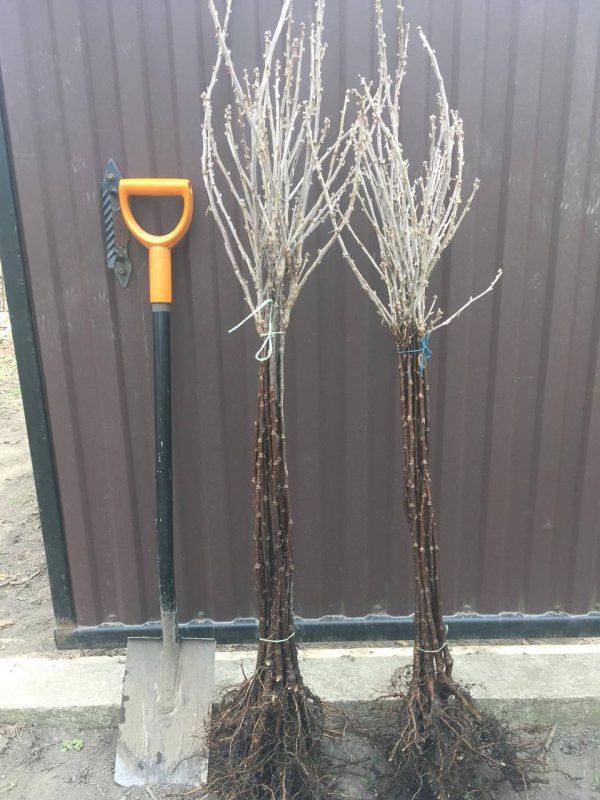 photo_2022-05-30_14-24-39.jpg Смородина чорна, на штамбі