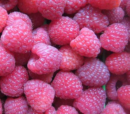 Малина" Феномен"(літній сорт-достигає друга декада червня)