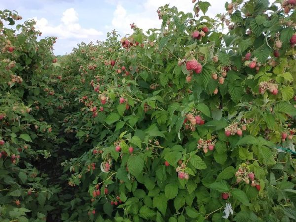 Малина" Феномен"(літній сорт-достигає друга декада червня)