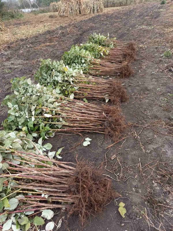 Малина "Полка"(ремонтантний сорт)