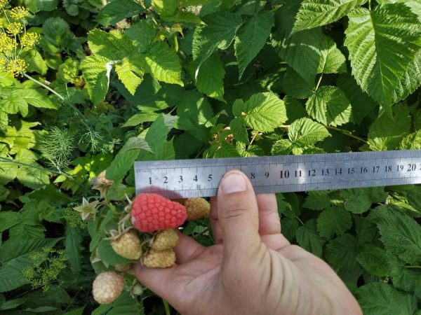 photo_2022-05-30_14-27-26.jpg Малина "Геракл"(ремонтантний сорт - родить до морозів)