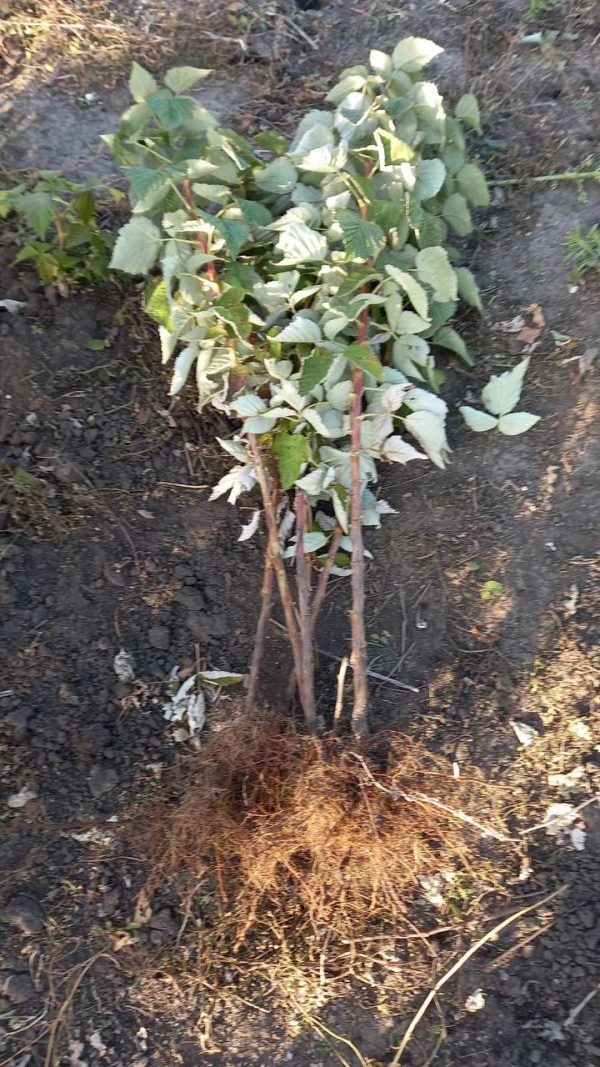 photo_2022-05-30_14-28-51.jpg Малинове дерево Крепиш