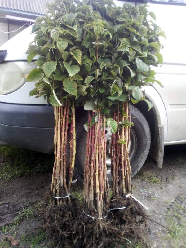 photo_2022-05-30_14-28-52.jpg Малинове дерево Крепиш