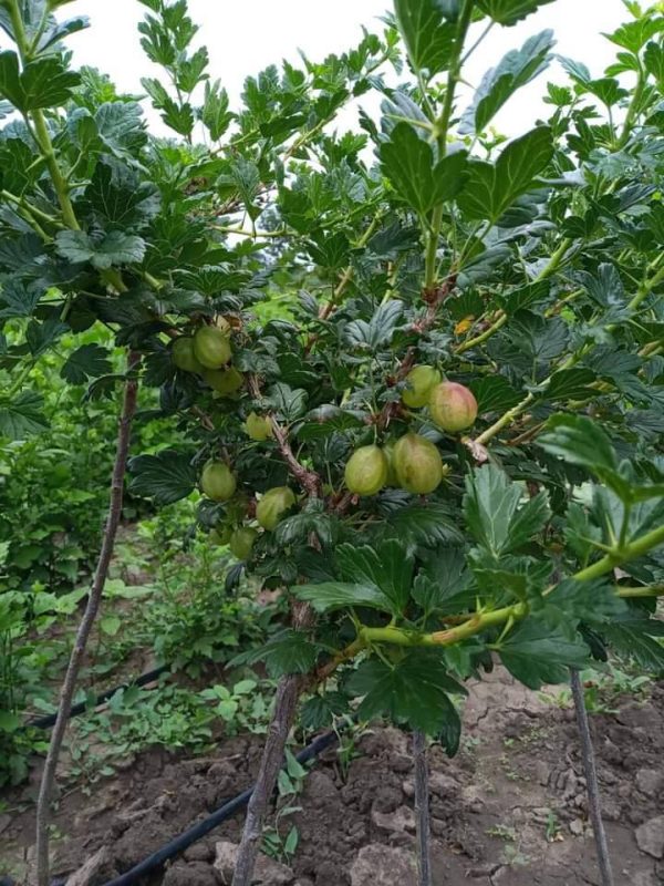 Аґрус -крижовнік штамбовий "Зелений дощ"