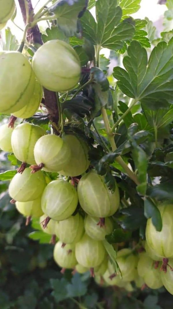 photo_2022-05-30_14-30-29.jpg Аґрус -"Зелений гостинець" (без шипів)