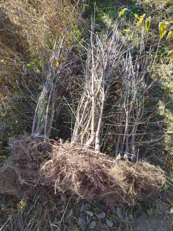 Кизил "Янтарний" (жовтий)