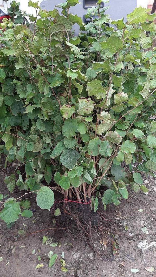 Фундук Барселонський