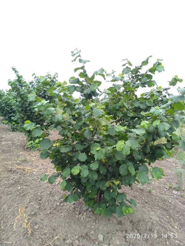 Фундук Шедевр