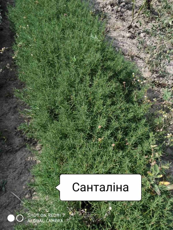 Сантоліна зелена