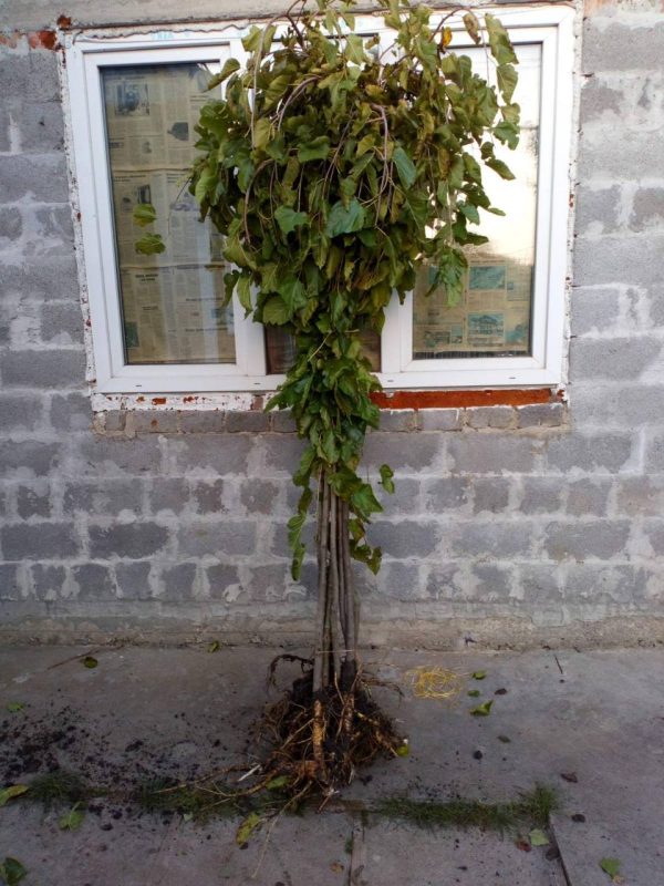 Шовковиця Плакуча штамб "Пендула"