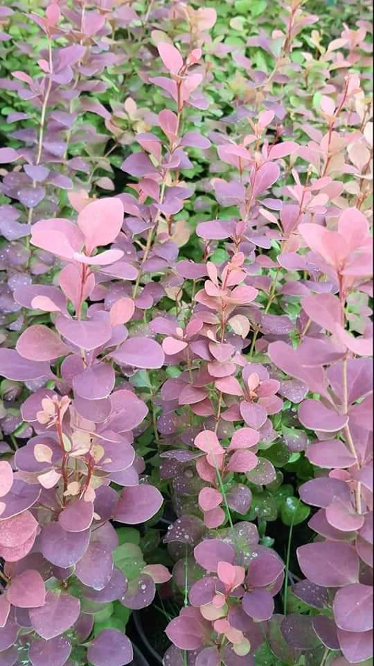 Барбарис звичайний їстівний Вульгарис