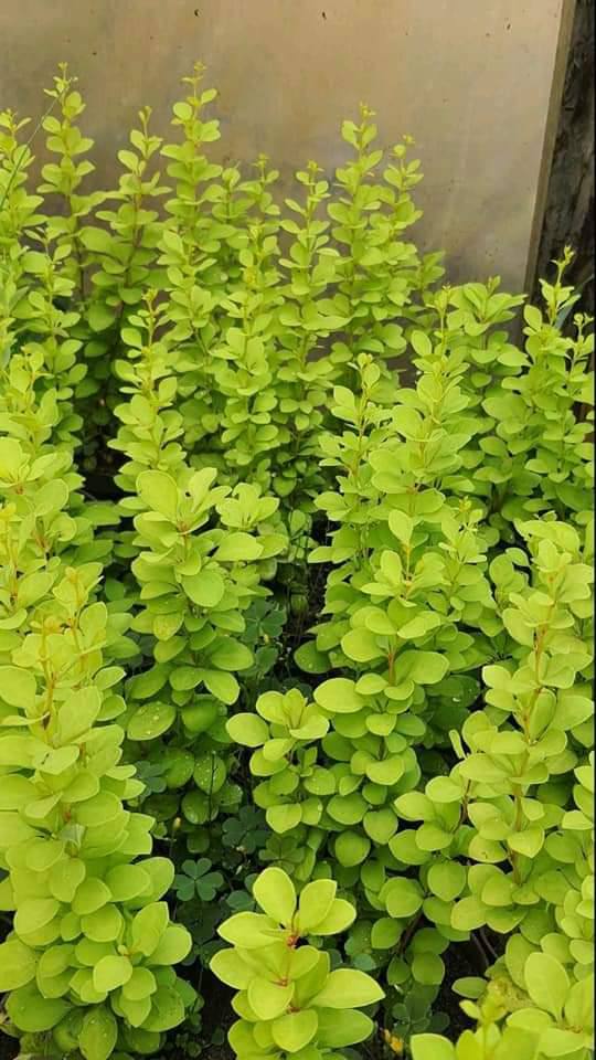 Барбарис Голден Тауер