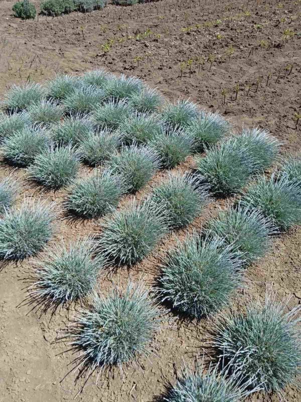 Гвоздика фіолетова