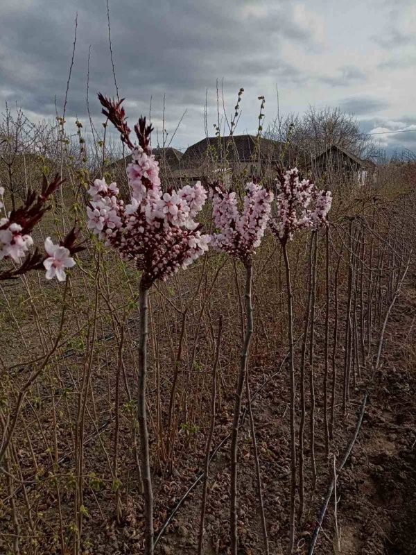 Колоновидний персик на штамбі
