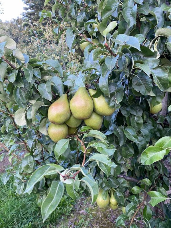 Груша "Ноябрська-Листопадова"Пізня Саджанці дворічні