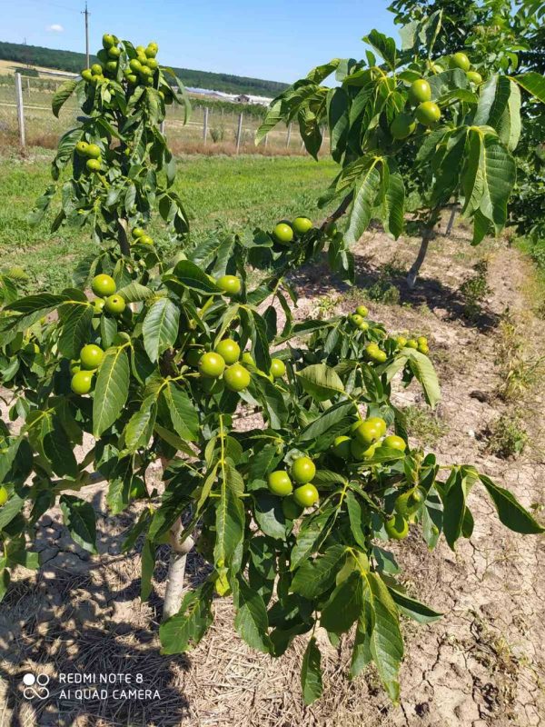 Грецький горіх Аврора