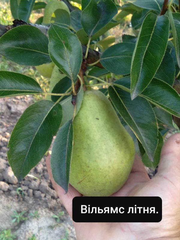 Груша Вільямс