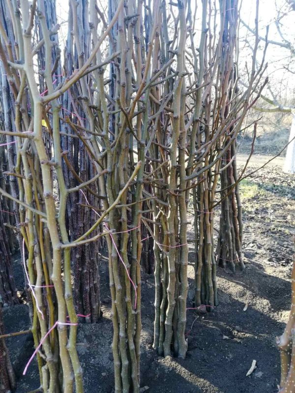 photo_2022-05-30_18-37-57.jpg Груша "Хосу Азійська" Саджанці дворічні