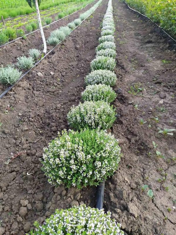 Чебрець лимонний