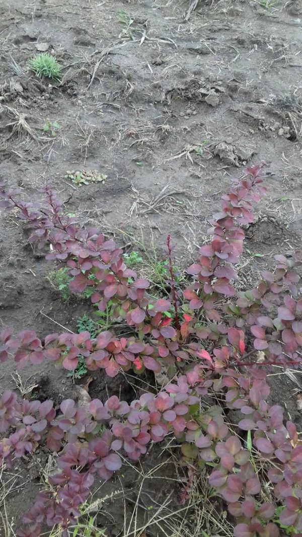 photo_2022-05-30_20-04-26.jpg Барбарис Дарвіна