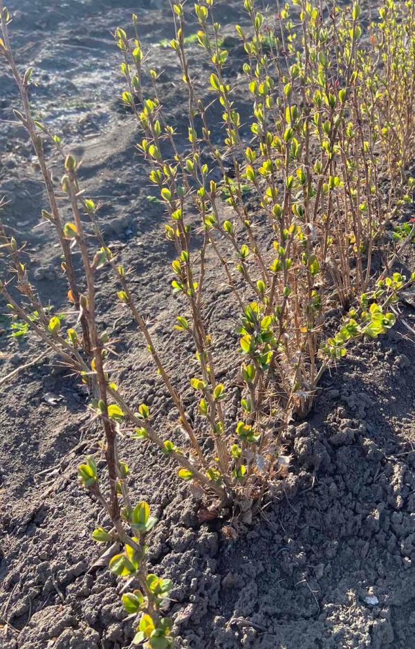 Барбарис Голден Тауер