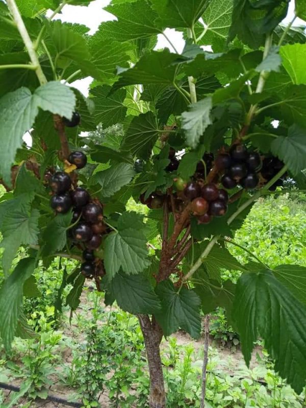 photo_2022-06-01_19-05-14.jpg Смородина чорна, на штамбі