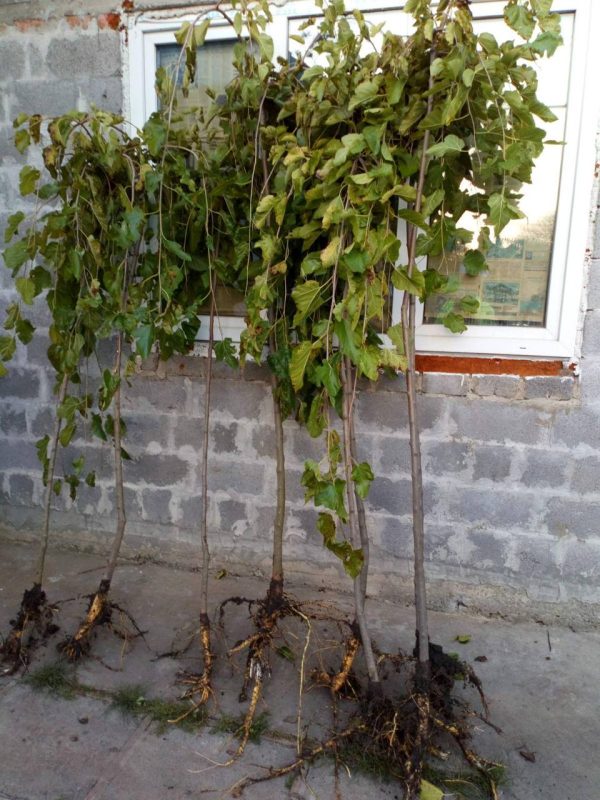 Шовковиця Плакуча штамб "Пендула"