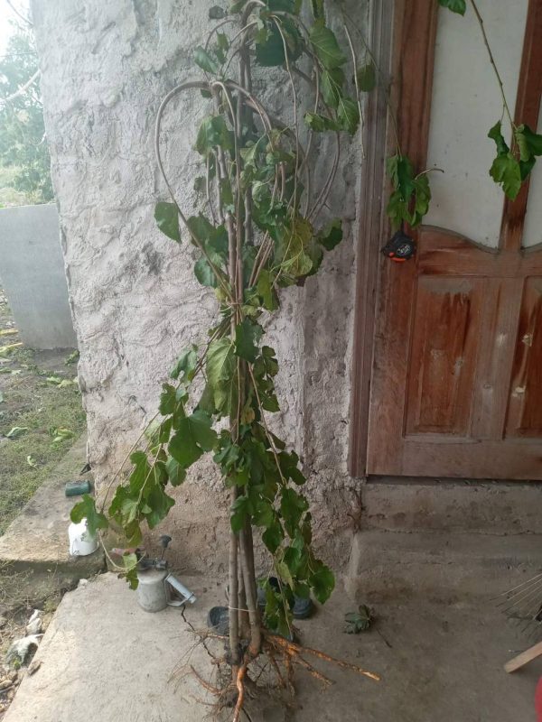 Шовковиця Плакуча штамб "Пендула"