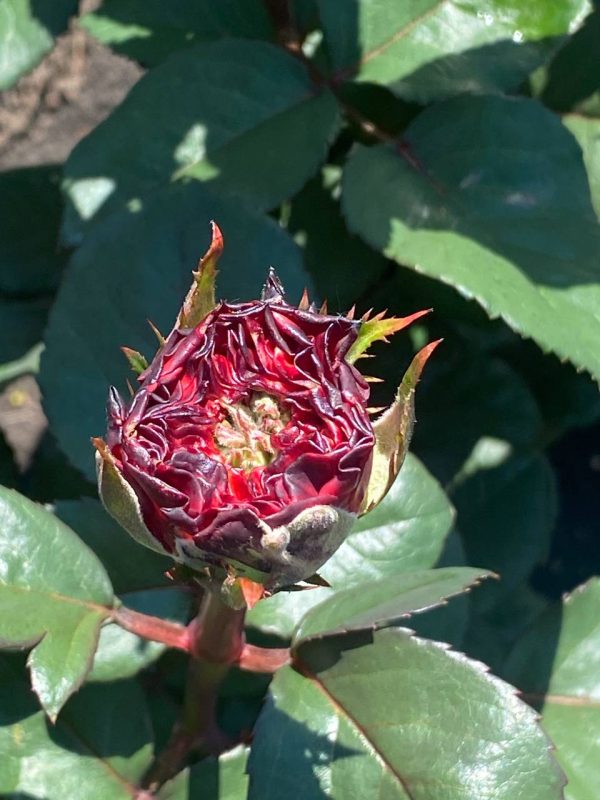 photo_2022-06-06_13-56-02-1.jpg Троянда Ред Ай (Red Eye)