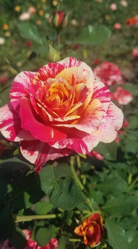 Троянда Хаїм Сатін (Chaim Soutine)