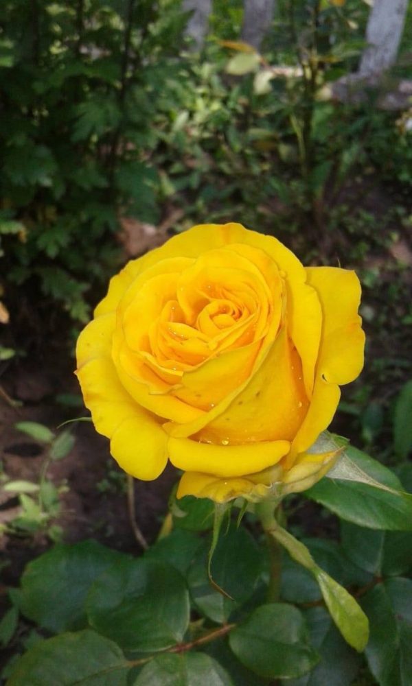 Троянда чайно-гібридна  «Голд Моніка»  (Gold Monika)