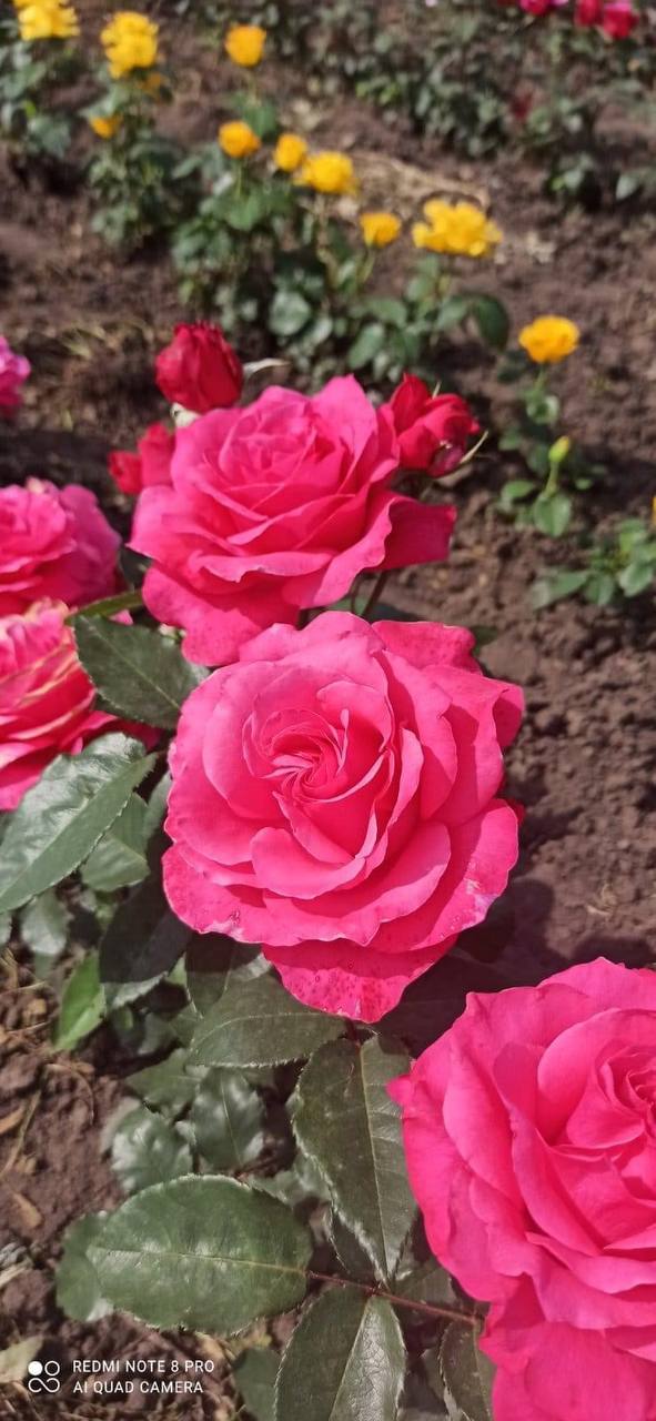 Троянда Монтезума (Montezuma)