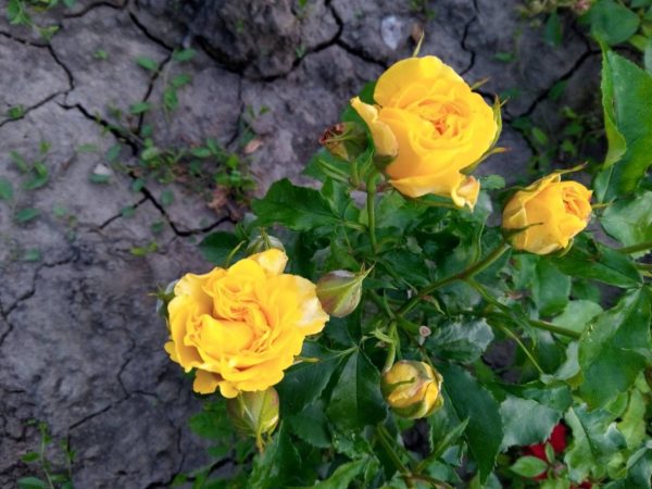 Троянда чайно-гібридна  «Голд Моніка»  (Gold Monika)