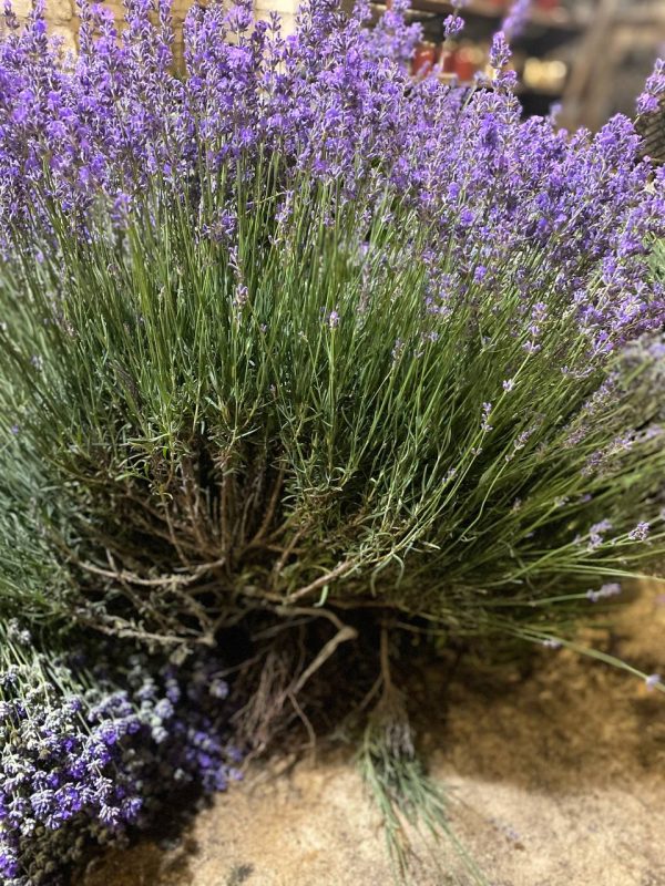 Лаванда "Королівська" (до 10 шт - 60 грн, від 10 шт - 40 грн)