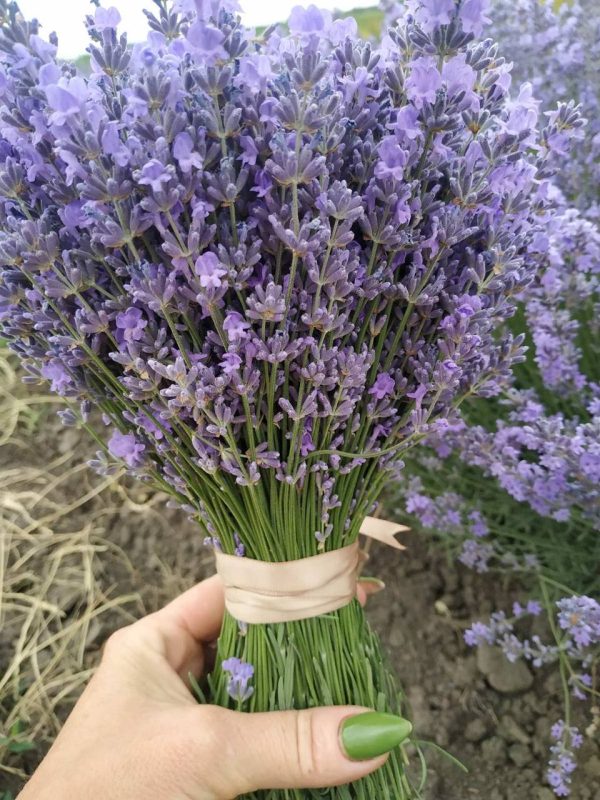 Лаванда "Королівська" (до 10 шт - 60 грн, від 10 шт - 40 грн)