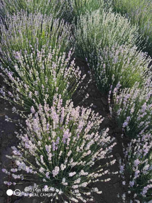 Лаванда "Королівська" (до 10 шт - 60 грн, від 10 шт - 40 грн)